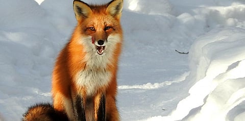 Red fox displacing blue counterparts in Norway’s alpine areas 