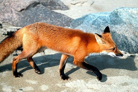 Photo: wikimedia commons