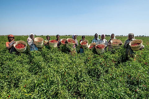 On a tardy trail: State of organic farming in India  