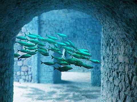 As many as 47 fish stocks rebuilt since 2000: NOAA data 