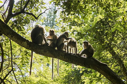 Drivers for this decline in the population of vertebrate species include natural habitat loss, degradation and deforestation. Photo: iStock
