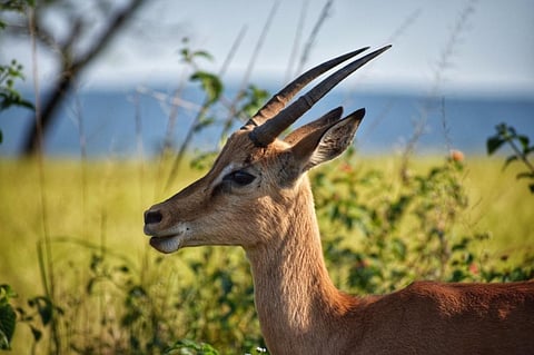 Land use change major cause behind biodiversity loss, finds WWF report