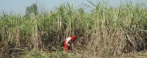 Unpaid dues to cane farmers over Rs 15,000 crore: Govt