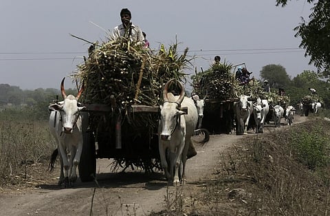 संसद में दी गई जानकारी के मुताबिक, चीनी मिलों पर उत्तर प्रदेश के किसानों का सबसे अधिक बकाया है। फोटो: विकास चौधरी