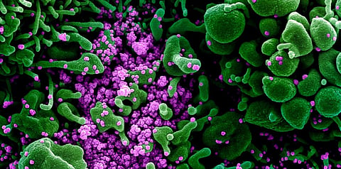 Coronavirus update: Total cases in India cross 6 mln-mark