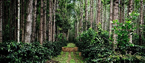 Labour scarcity makes coffee plantation ecosystem in Western Ghats fragile: Study  