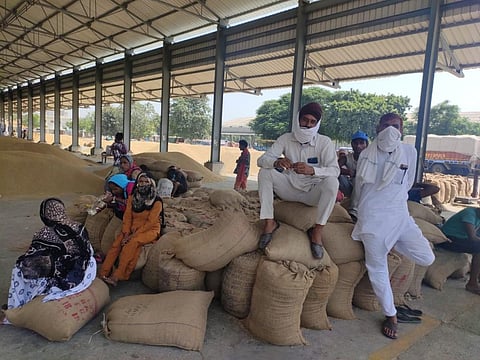 At an APMC mandi in Karnal. Most farmers have complained about the crop losing their colour and getting damaged. Photo: Shagun Kapil

