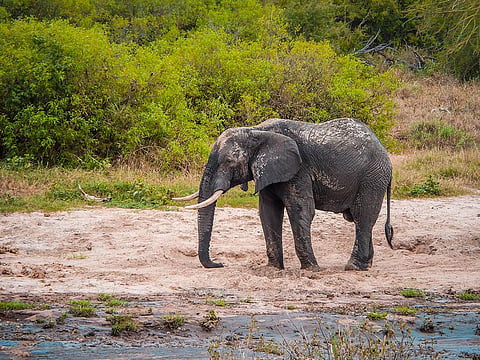 Whenever a natural disaster strikes, wildlife gets wiped out. While humans are victims as well as perpetrators of climate change, animals are always its most vulnerable victims. (Image: iStock)