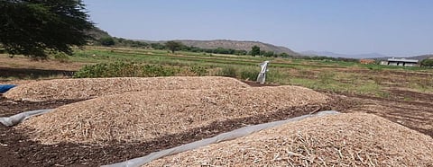 Onions in Vetale village. Photo: Raji Ajwani-Ramchandani 
