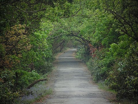 Pilibhit Tiger Reserve.Human-wildlife conflict has led to strained relationships between villagers and forest staff here. Photo: Wikimedia Commons 