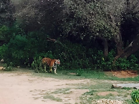 Tigers and tribals: Conservation project displaced 18,493 families in 48 yrs