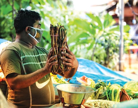 Taro is among the earliest root crops cultivated (Photograph: Vikas Chaudhry)