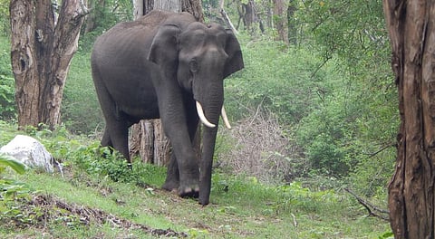 Nilgiris Elephant Corridor: SC upholds Madras HC order affirming animals’ right of passage