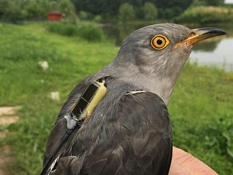 Photo : Birding Beijing 