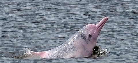 Global Eco Watch: Chinese pink dolphin numbers rise in Pearl river estuary