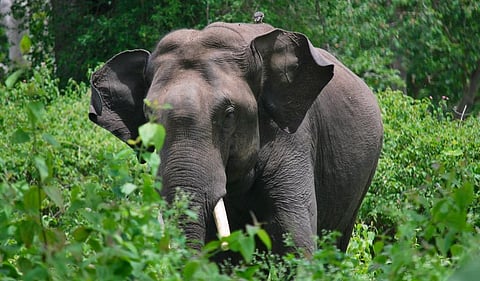 Will Chhattisgarh’s proposed elephant reserve have a smooth corridor 