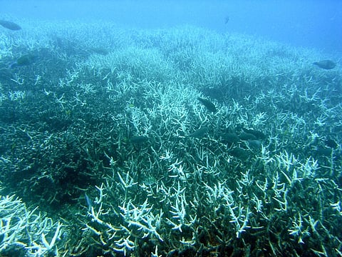 Aldabra’s coral reefs recovered faster from bleaching, finds new research 