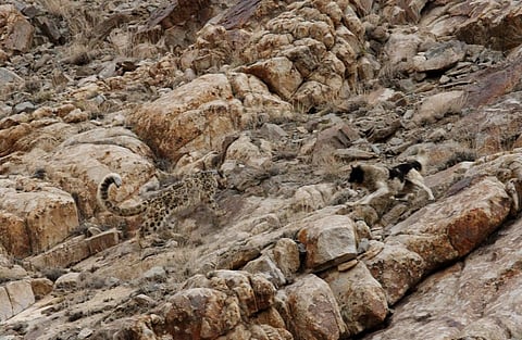 A snow leopard squares off against a feral dog at Saboo Phu near Leh. Photo: Narendra Patil