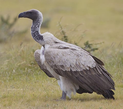 Conservation centres in 5 states among host of ideas to protect vultures 