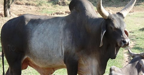 A humped zebu bull. Photo: pixy.org