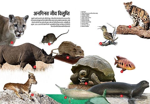 इन तस्वीरों में दिख रही प्रजातियों को हम कभी नहीं देख पाएंगे