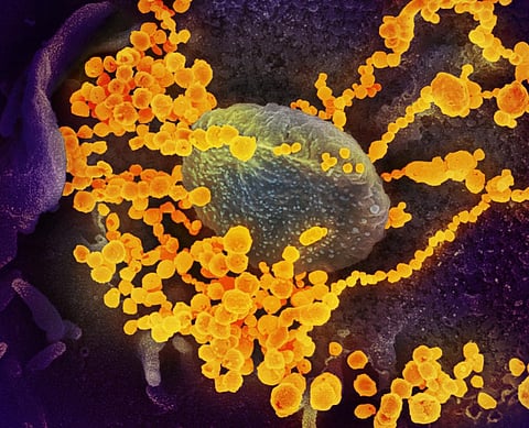 Is SARS-CoV-2 becoming more stable? A new study tracks virus’ evolution