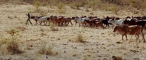 Project Lion could displace Maldharis within Gir to create ‘inviolate space’