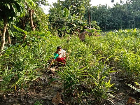 COVID-19 warriors: How Assam’s Mishings brought agroforestry back into practice 