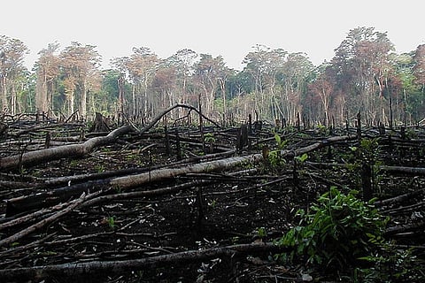 Jungle burned for agriculture in southern Mexico
