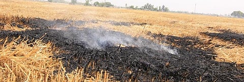 ‘What other option do we have?’: Why stubble fires would not die