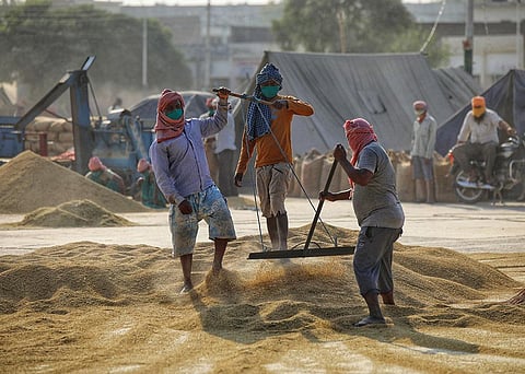 Labourers clearing and grading paddy brought at the Sirhind Mandi in Fatehgarh Sahib district, Punjab