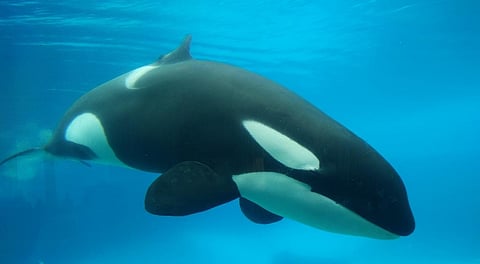Kiska, a female killer whale or orca, living in solitary isolation in Marineland Niagara, in Canada, since 2011, photographed by the author in July 2017