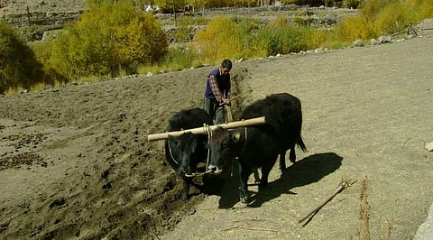 Is the rural economy driving India’s recovery?