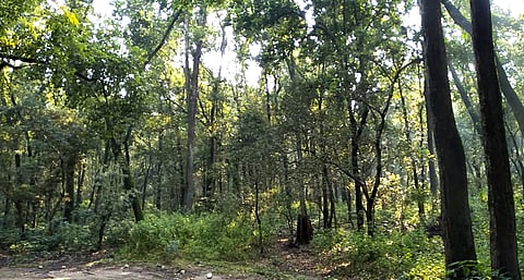उत्तराखंड की राजधानी देहरादून से सटे थानो का जंगल। फोटो: वर्षा सिंह
