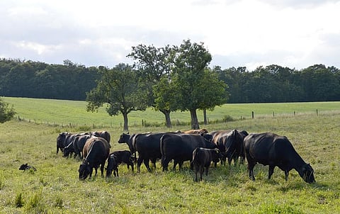 Combating AMR: How Kerala reduced antibiotic misuse in animals 