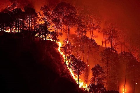 दुनिया भर में आग लगने की घटनाओं से चार हजार से अधिक प्रजातियों को खतरा 