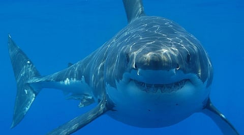 Fatal shark attacks are at a record high. ‘Deterrent’ devices can help, but some may be nothing but snake oil