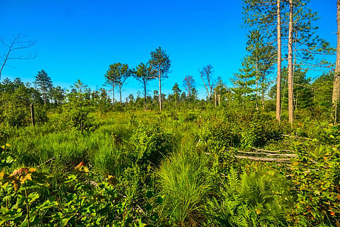 Peatlands Photo: Wikimedia Commons