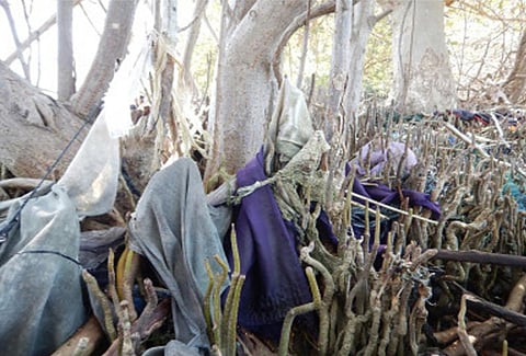 Plastic waste was frequently observed to cover 50% of the forest floor,  Photo : Science of the Total Environment
