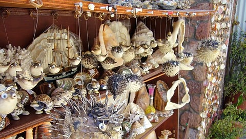 Worldwide legal wildlife trade increased by 2,000% since 1980