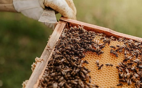 Adulteration of honey with sugar syrup most pressing threat: Beekeepers