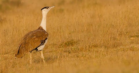 Bustard conservation: No agreement on underground power lines, ban on new projects 