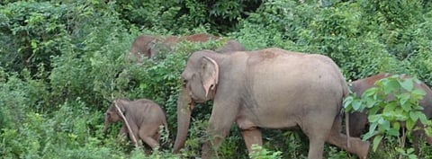 Elephants in Chandaka Elephant Sanctuary. Photo: Wikimedia Commons