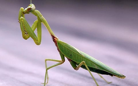The Praying Mantis.  Photo: Wikimedia Commons