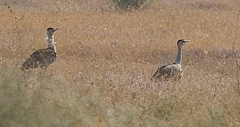 NGT wants underground power lines, bird diverters at Great Indian Bustard habitat