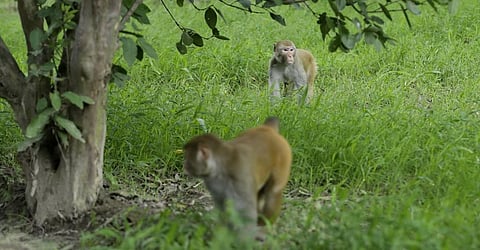 Rhesus macaques in a field in Muzaffarnagar district, Uttar Pradesh. Photo: Vikas Choudhary / CSE