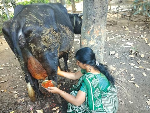 The National Dairy Development Board and some milk federations are promoting the mix to dissuade farmers from using crucial antibiotics (Photographs Malabar MILMA)