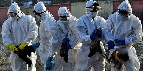 Kerala confirms bird flu after hundreds of ducks die
