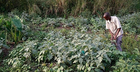 Collective action around common resources could help vulnerable communities