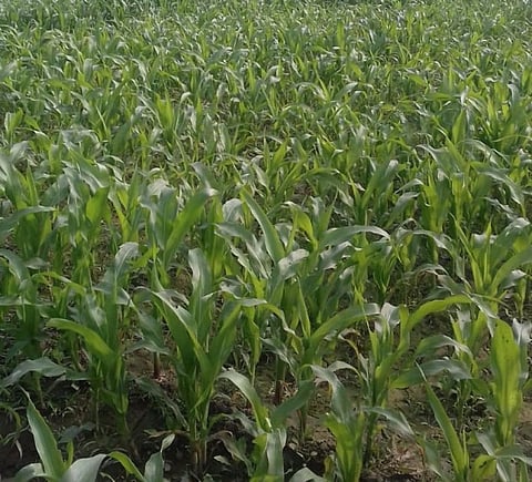 Fall armyworm bane back in Bihar’s maize-growing eastern districts